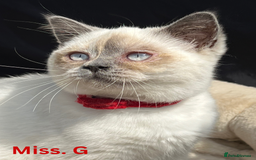 British Shorthair cats for sale: Adorable British Shorthair Kittens. in Clitheroe - Image 7