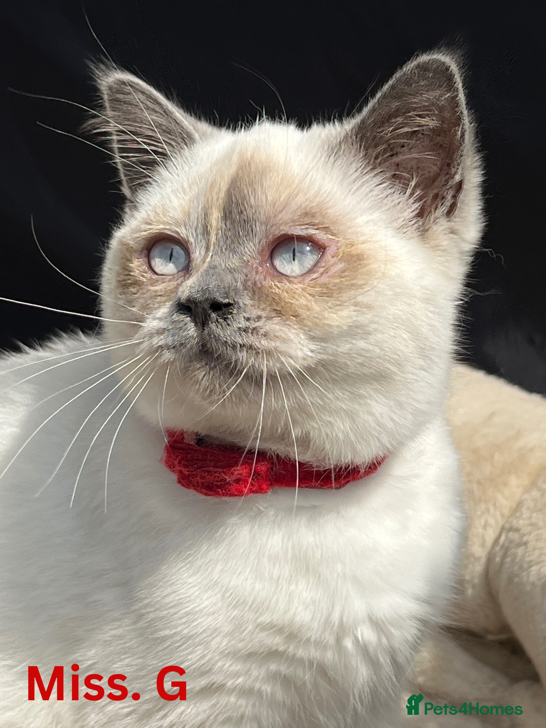 British Shorthair cats for sale: Adorable British Shorthair Kittens. in Clitheroe - Image 7