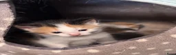 British Longhair cats for sale: Kittens  - Advert 6