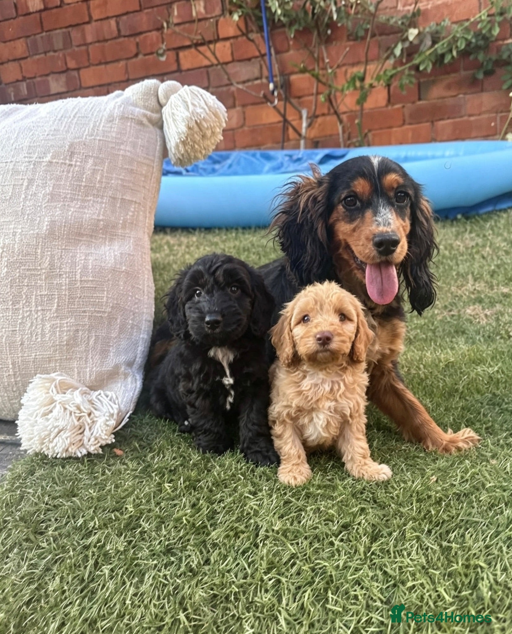 Cockapoo dogs Cockapoo puppies - Advert 2