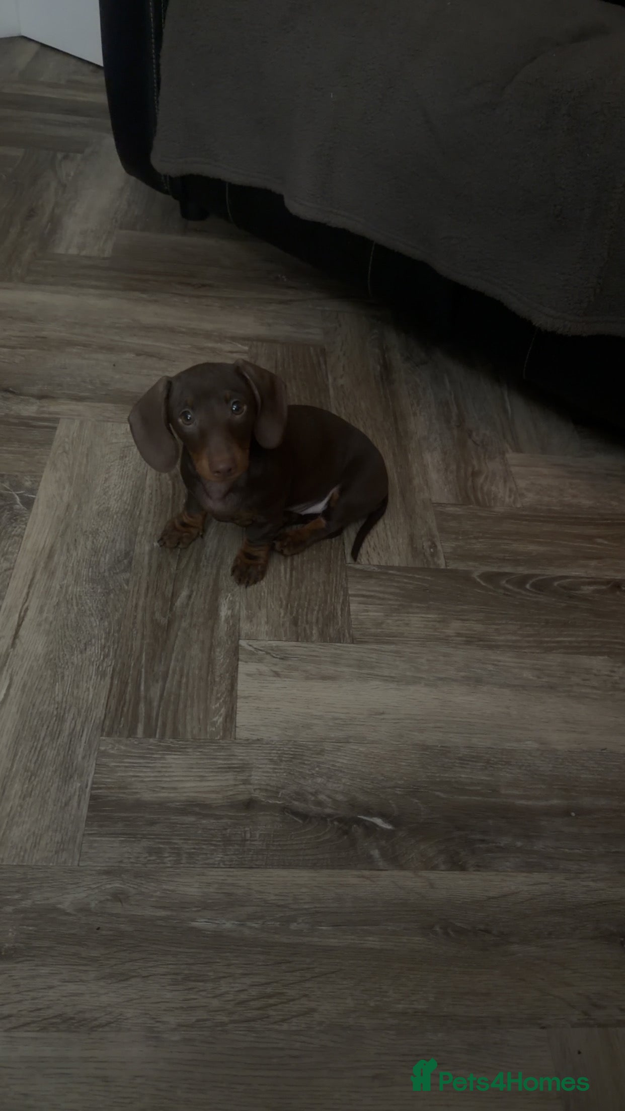 Miniature Dachshund dogs Brown miniature dachshund  - Advert 3