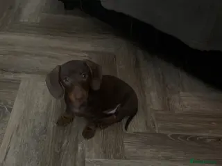 Miniature Dachshund dogs Brown miniature dachshund - Advert 3