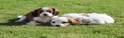 Cavachon dogs for sale: Beautiful Cavachon puppies for sale - Advert 9