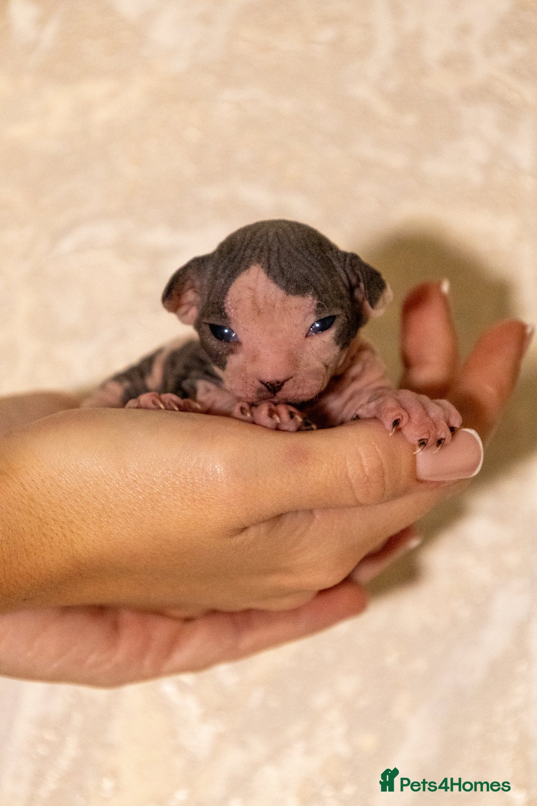 Sphynx cats for sale: Two beautiful male Sphynx kittens  - Advert 2