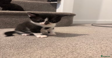 Domestic Shorthair cats - Advert 9