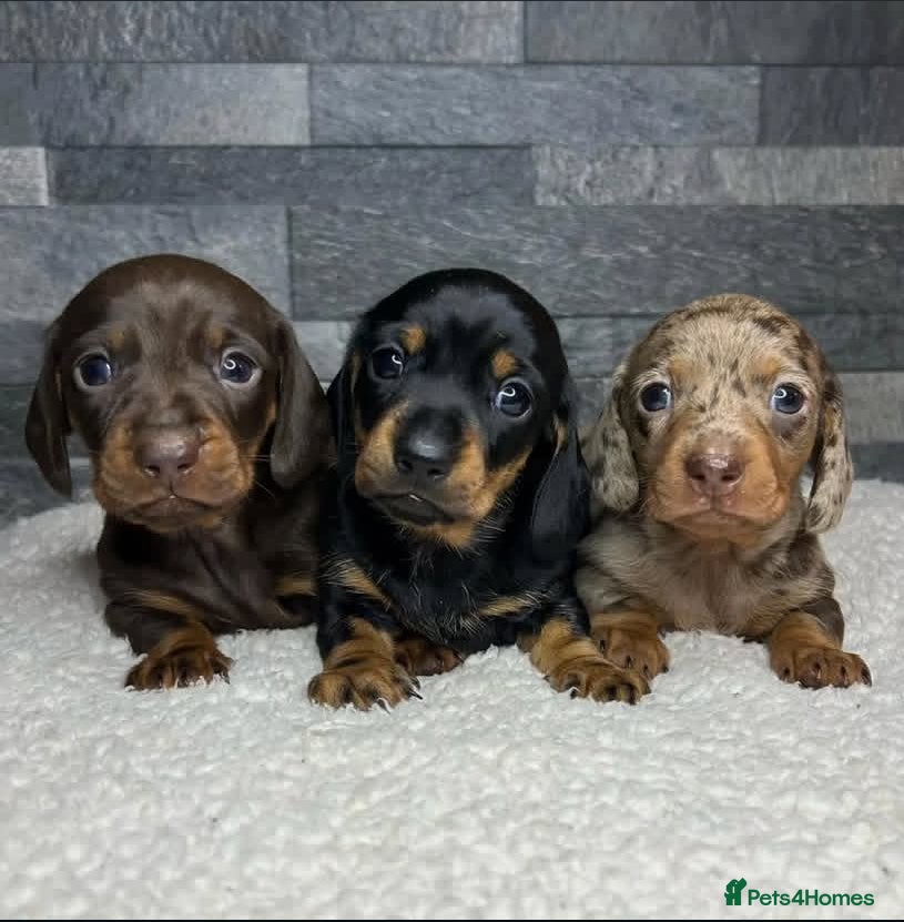 Miniature Dachshund dogs Stunning Litter of Mniature Dachshund Puppies - Advert 1