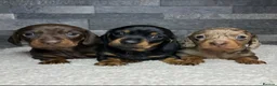 Miniature Dachshund dogs for sale: Stunning Litter of Mniature Dachshund Puppies - Advert 3