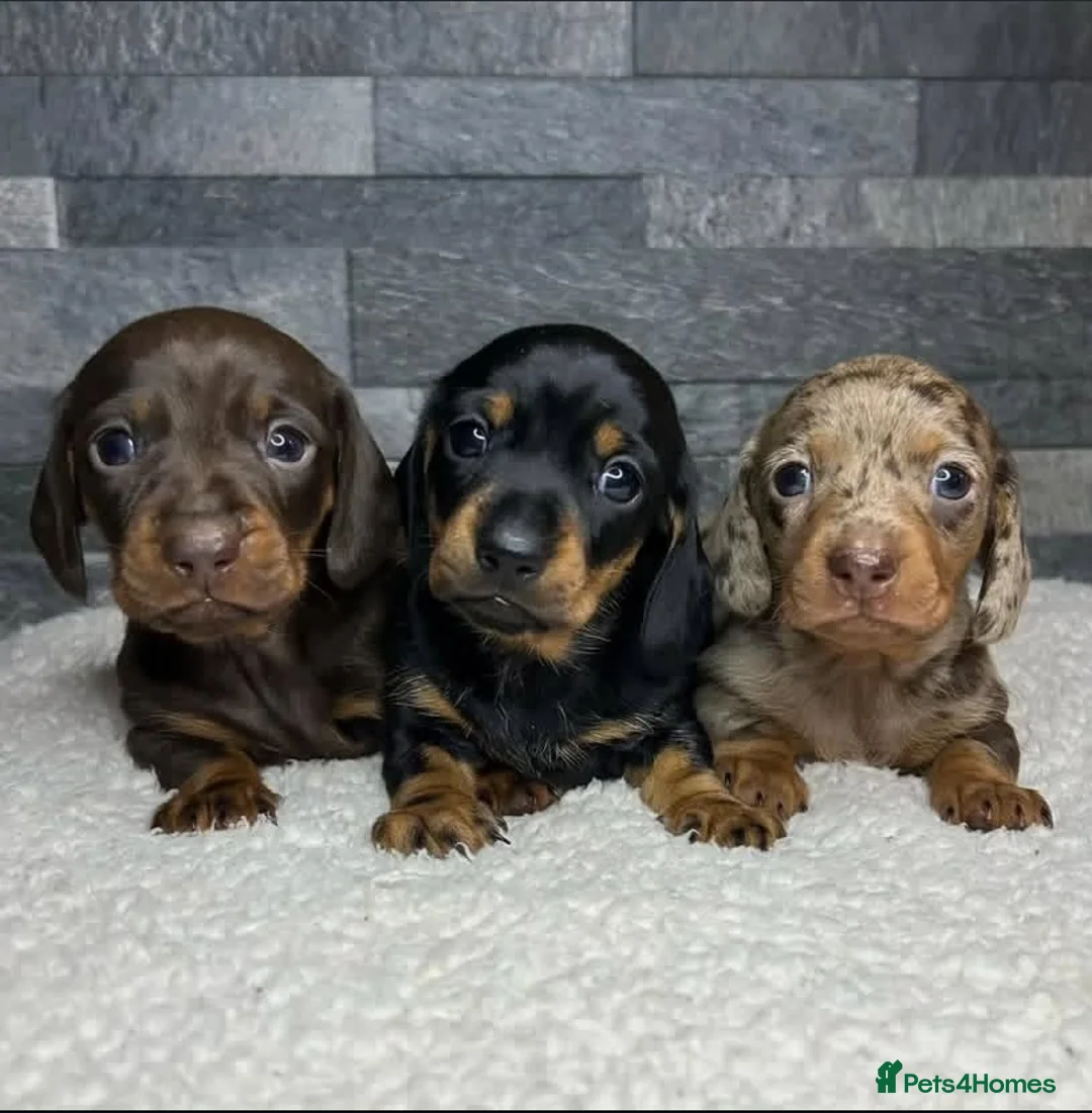 Miniature Dachshund dogs for sale: Stunning Litter of Mniature Dachshund Puppies - Advert 3