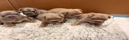 French Bulldog dogs for sale: French bulldog puppies  - Advert 14