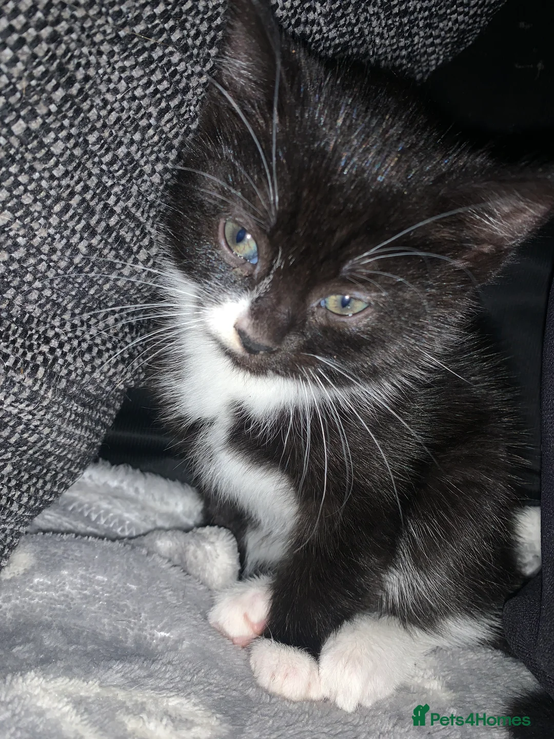 Mixed Breed cats for sale: Litter of mixed breed and mixed sex lovely kittens in Liverpool - Advert 6