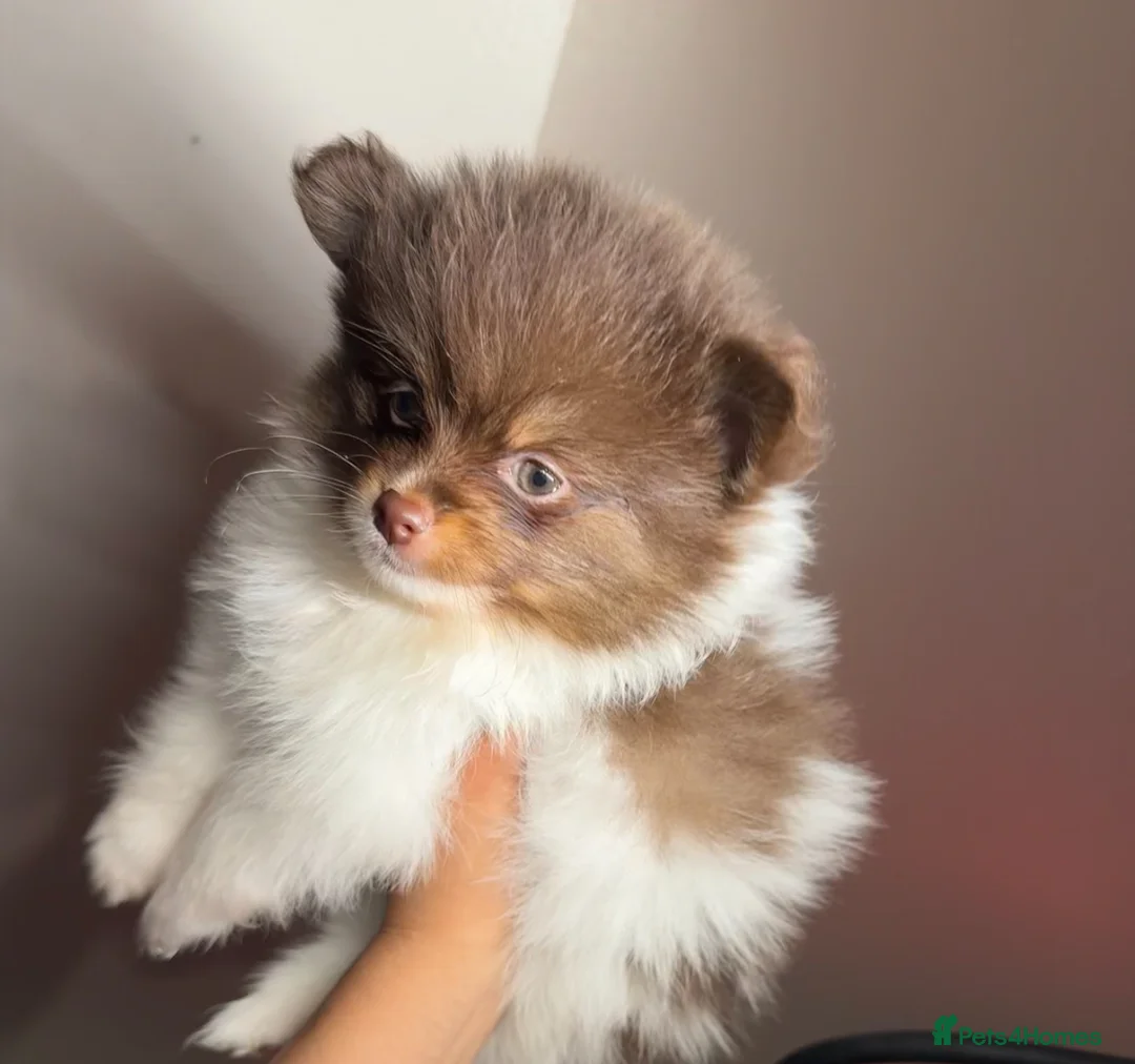 Pomeranian dogs for sale: Pomeranians - Advert 3
