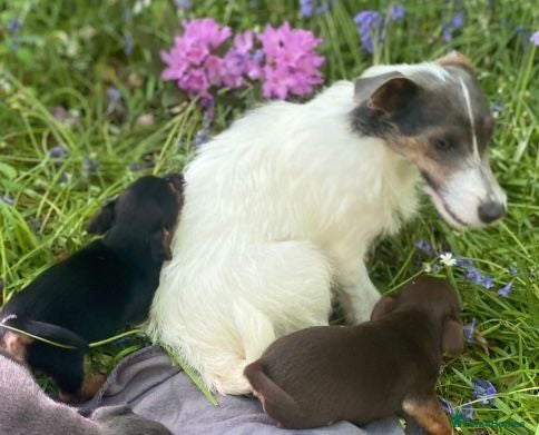 Jack Russell dogs Miniature much Wenlock puppies - Advert 2