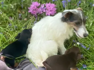 Jack Russell dogs Miniature much Wenlock puppies - Advert 18