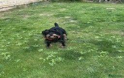 Mixed Breed dogs for adoption: Sally - Norwich Norfolk  - Image 6