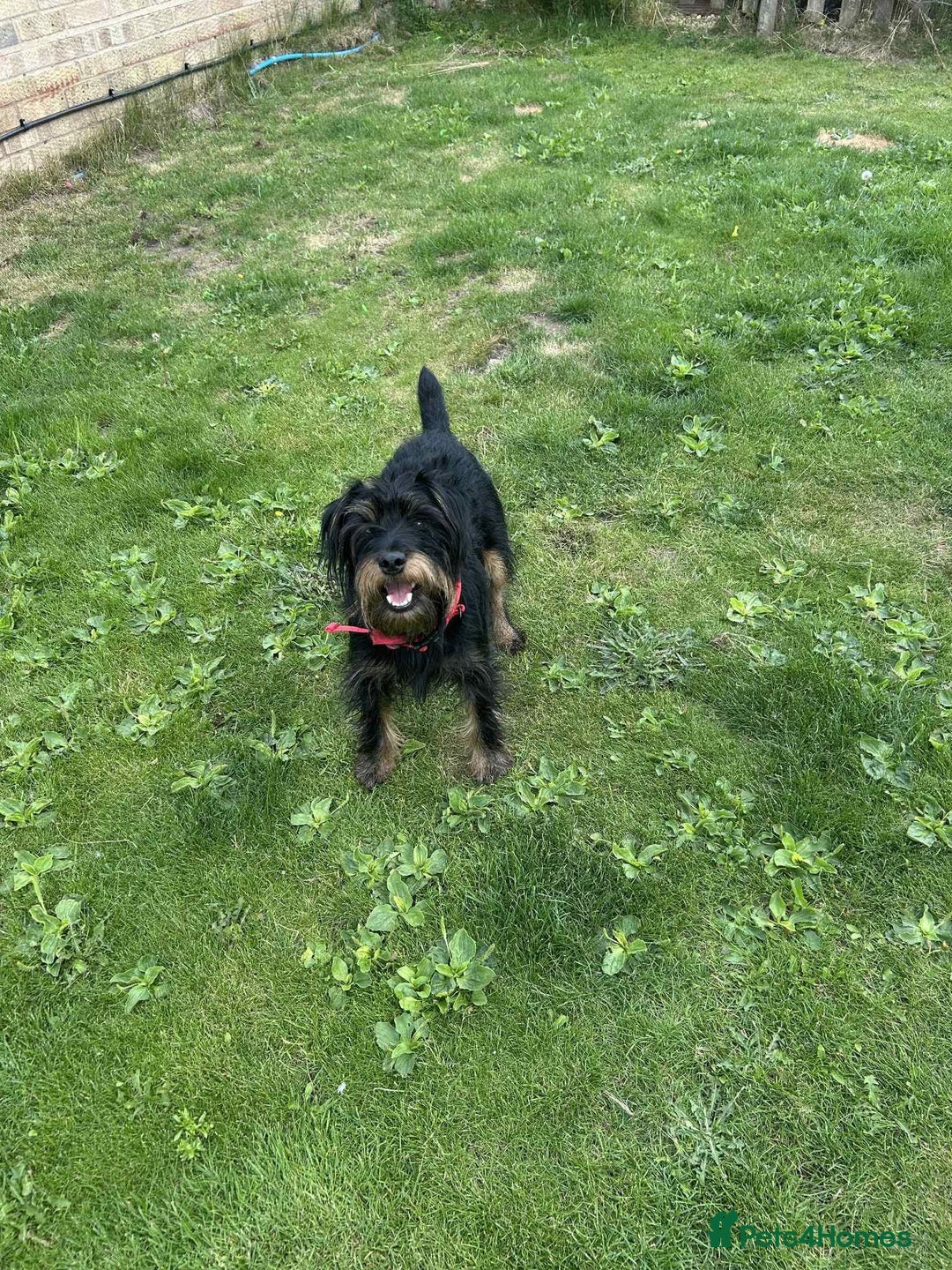 Mixed Breed dogs for adoption: Sally - Norwich Norfolk  - Image 6