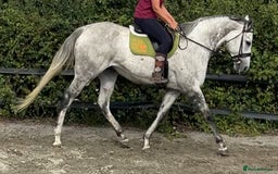 English Thoroughbred horses for sale: 16.3hh Grey Mare - wonderful temperament  - Image 3
