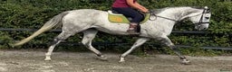 English Thoroughbred horses for sale: 16.3hh Grey Mare - wonderful temperament  - Advert 3