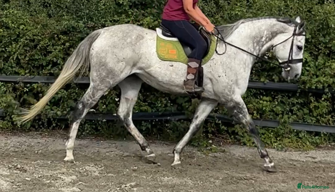 English Thoroughbred horses for sale: 16.3hh Grey Mare - wonderful temperament  - Image 3