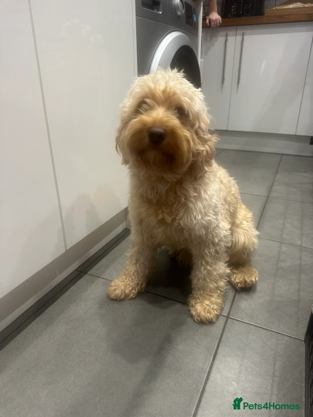 Cockapoo dogs for sale: F2 Cockapoo  - Advert 2