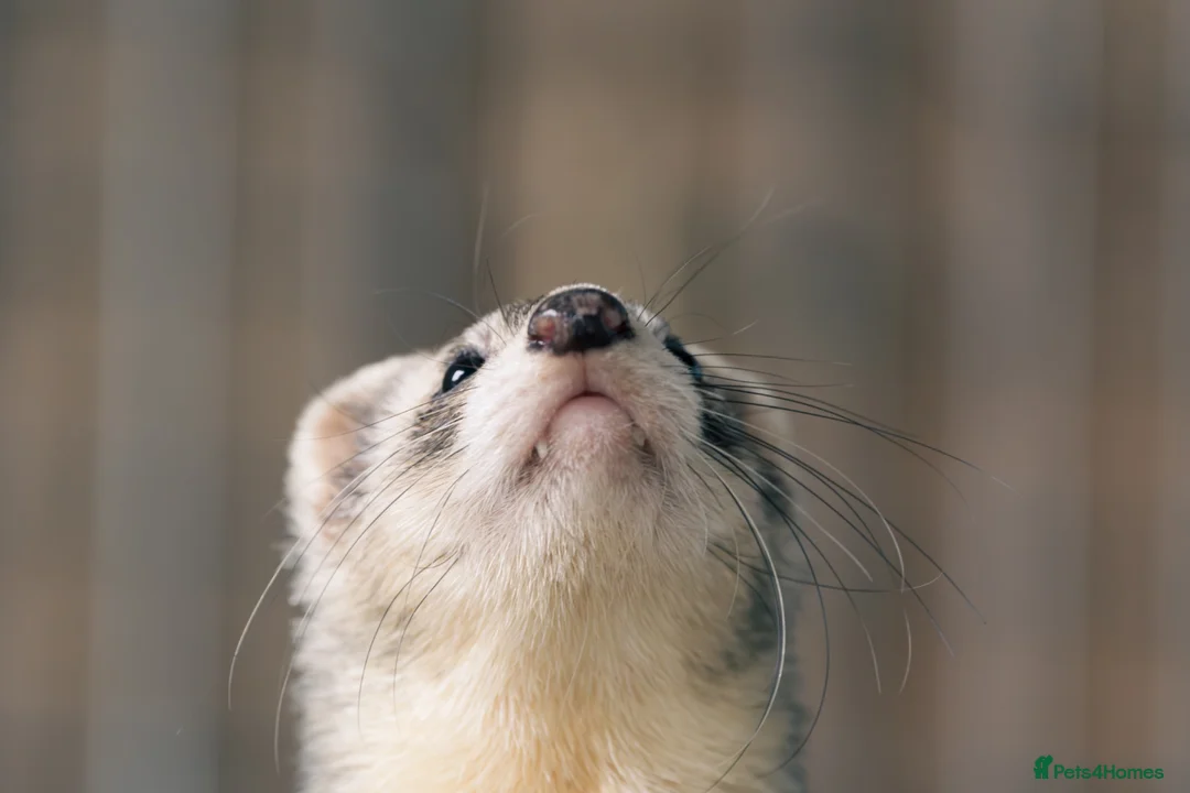 Ferret rodents for sale: Group of angora & standard ferrets - Advert 5