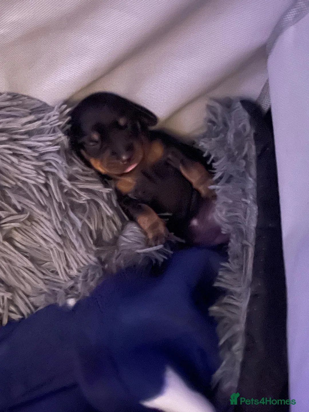 Miniature Dachshund dogs for sale: Miniature dachshund  - Advert 7