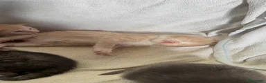 Vanilla 