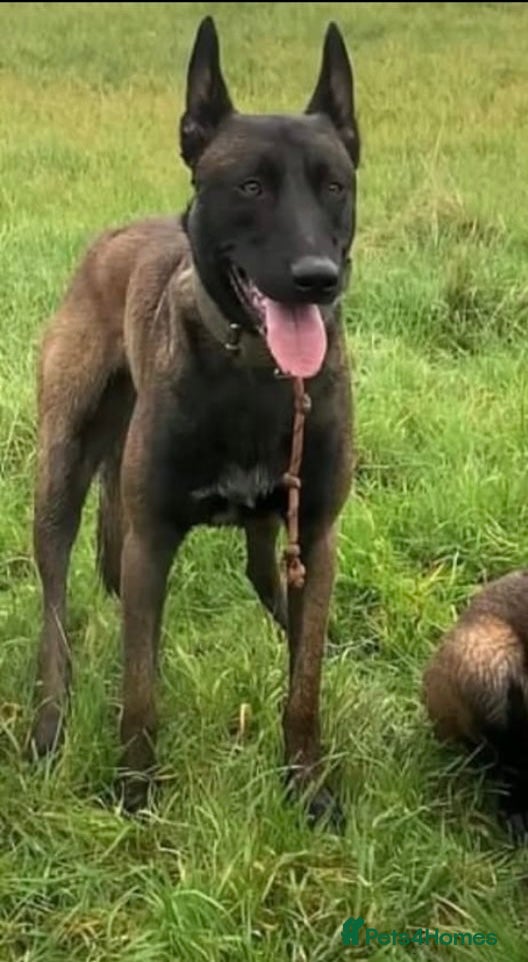 Belgian Shepherd Dog dogs for sale: 8 beautiful babies  in St Albans - Advert 13