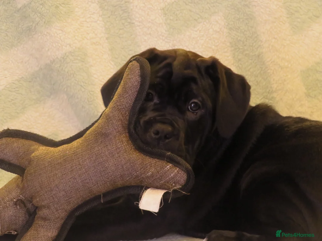 Cane Corso dogs for sale:  Health-Tested Cane Corso Puppies 🐾 - Advert 16