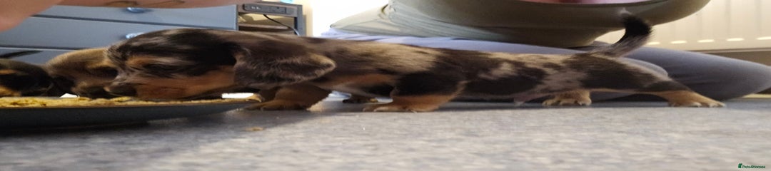 Miniature Dachshund 2 grey dapple