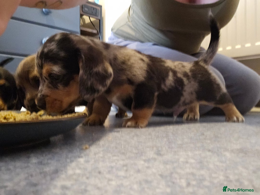 Miniature Dachshund dogs for sale: Daxie medium coat puppies dapples and black & tan  - Image 19