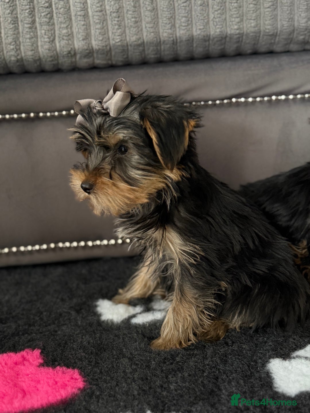 Yorkshire Terrier dogs for sale: Double vaccinated ready to leave - Image 11