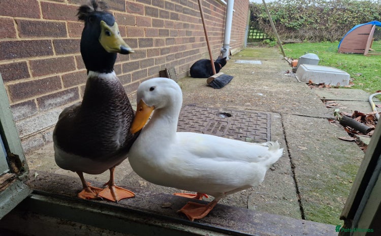 Ducks poultry - Advert 1