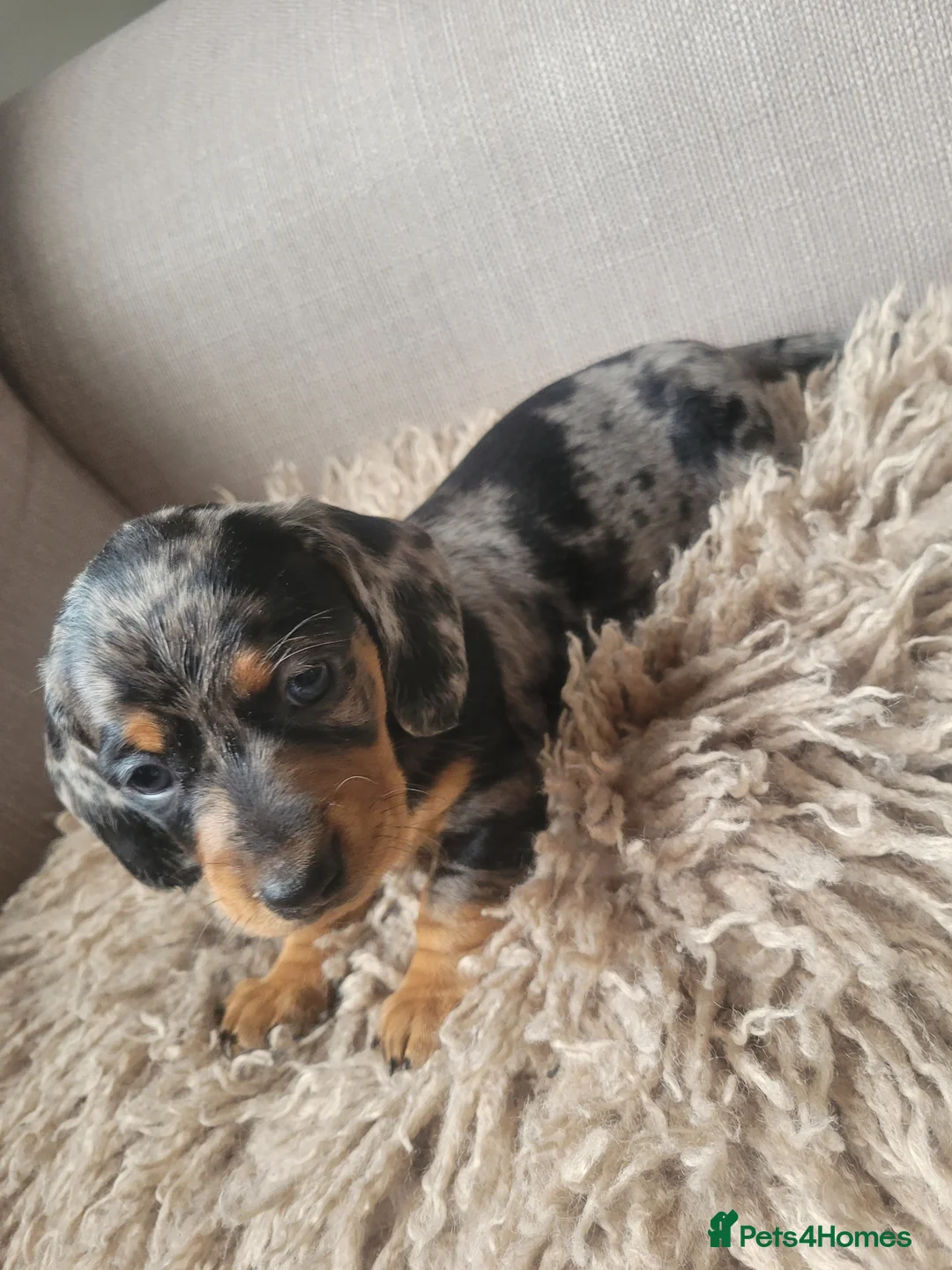 Dachshund dogs for sale: 3 beautiful dachshunds 🐶 in Doncaster - Advert 2