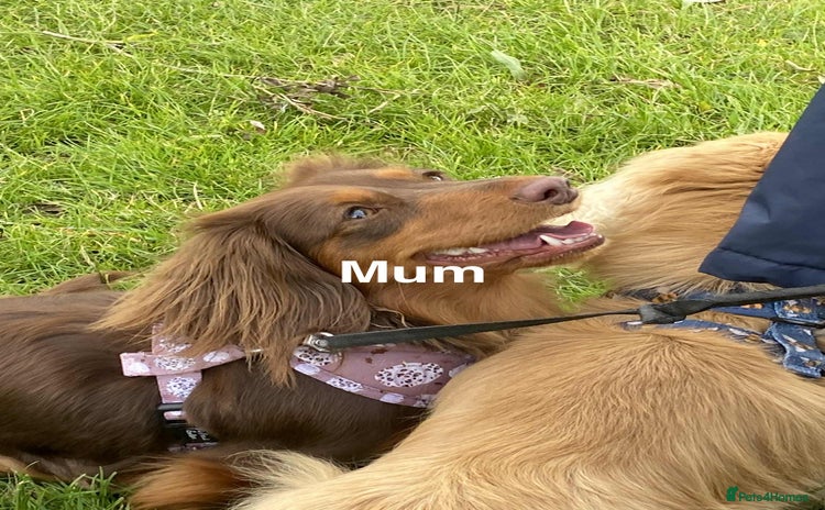 Miniature Dachshund dogs - Advert 1