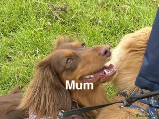 Miniature Dachshund dogs - Advert 18