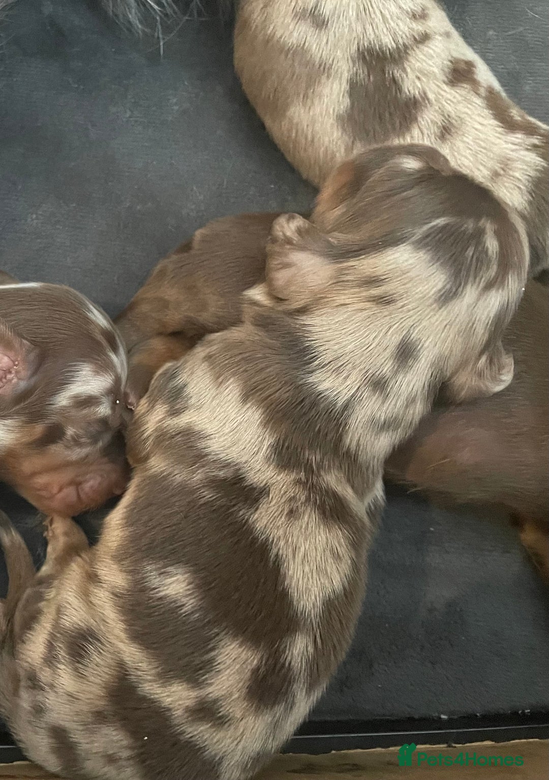 Miniature Dachshund dogs for sale: Miniature Dachshund Long Haired Puppies  - Advert 9