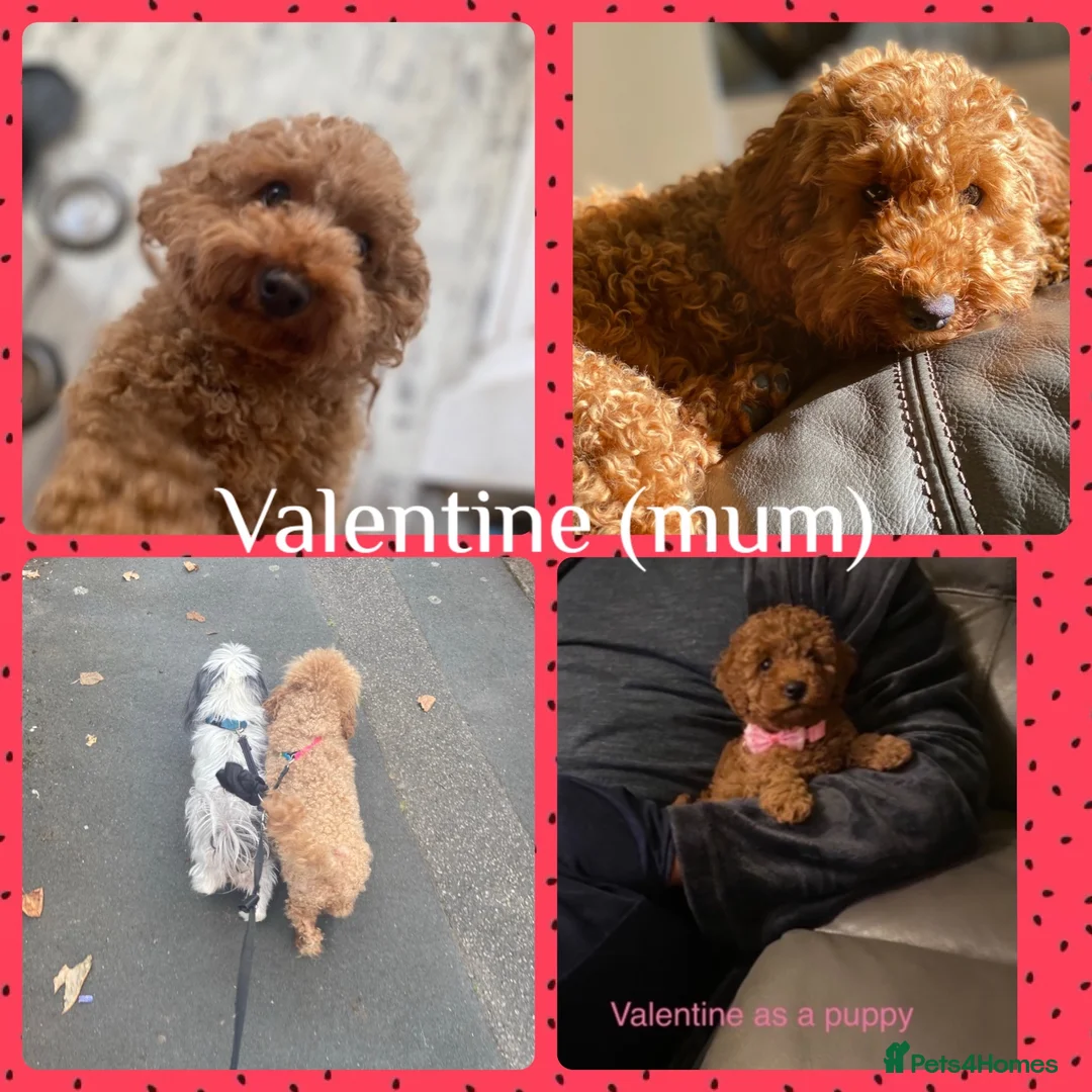 Cavapoo dogs for sale: Cavapoo puppies in Coventry - Advert 6