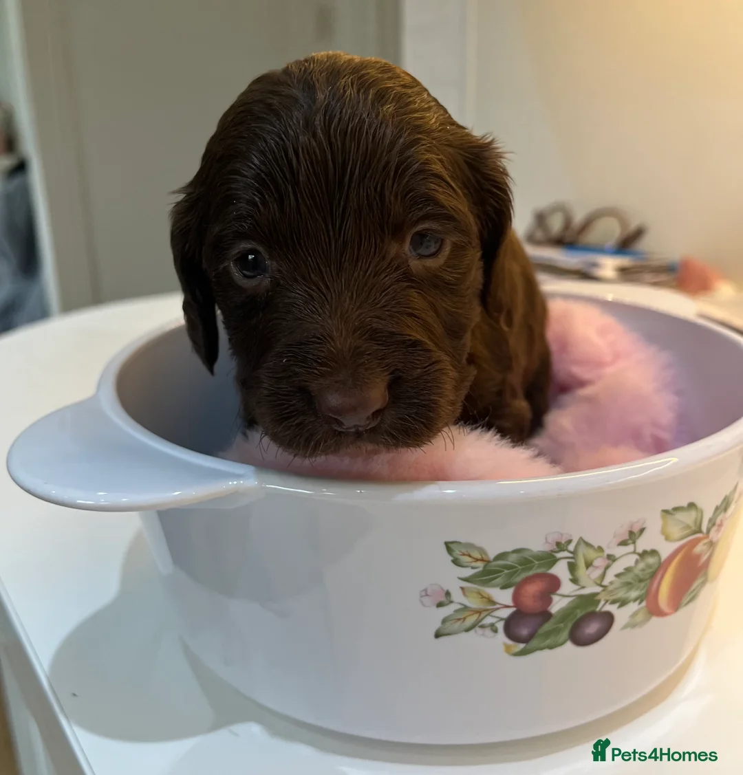 Sprocker dogs for sale: Sprocker puppies for sale  - Advert 11