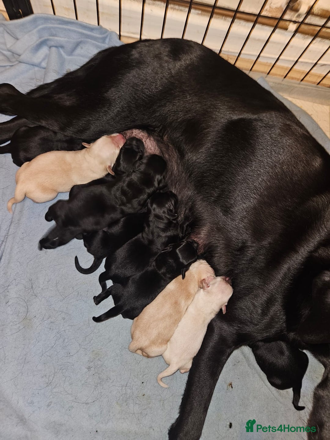 Goldador dogs for sale: Goldador puppies - Image 2