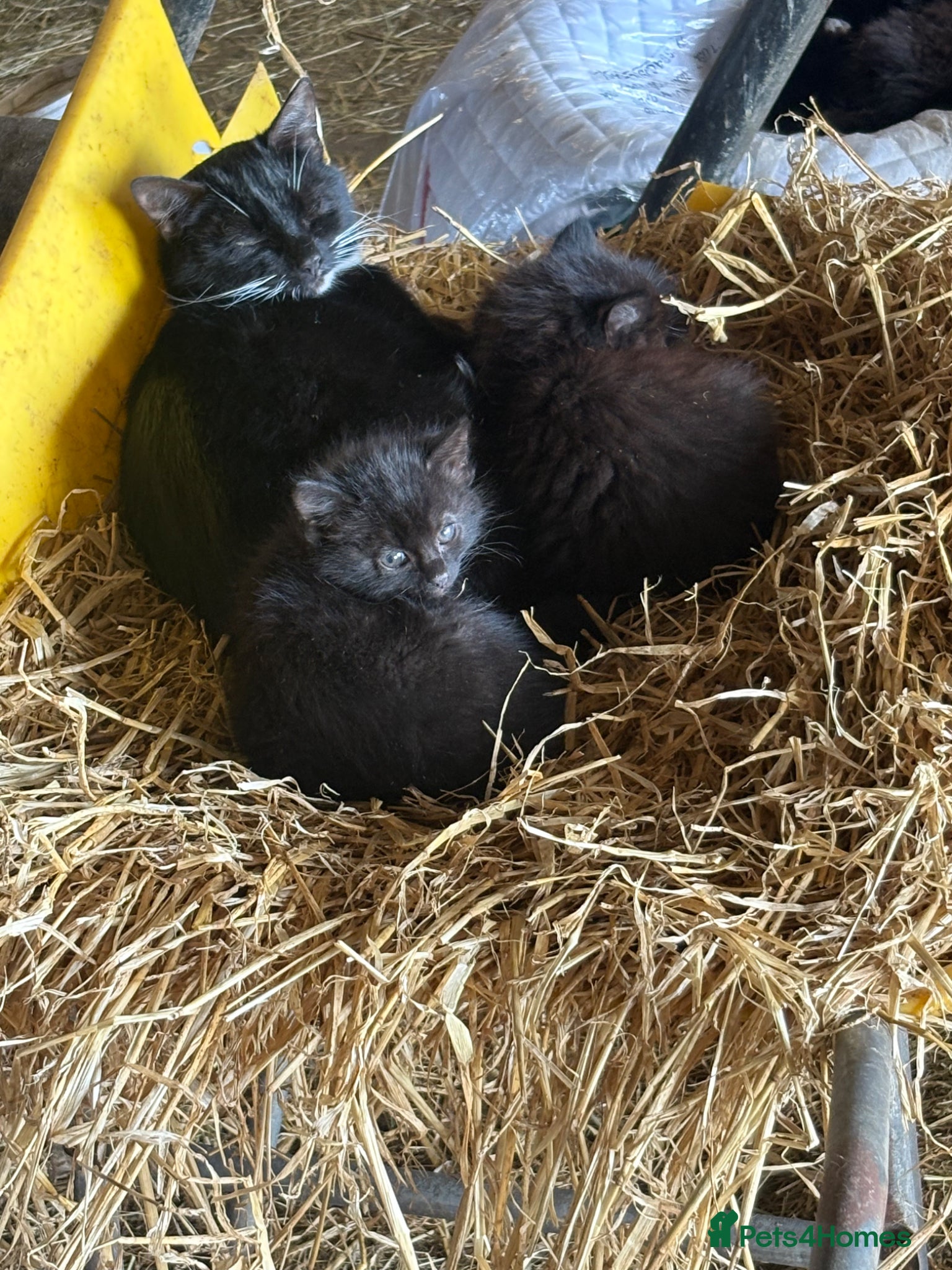 Mixed Breed cats 8 Farm Kittens   - Advert 1