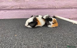 Guinea Pig rodents for sale: Stunning Guinea pig babies - Image 5