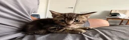 Domestic Shorthair cats for sale: 1 male 2 female kittens ready to go home - Advert 15