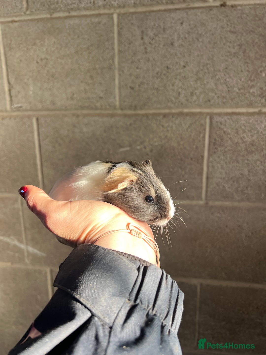 Guinea Pig rodents for sale: Three lovely boys looking for their forever home!  - Advert 12