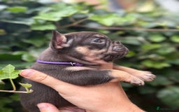 French Bulldog dogs for sale: French bulldog puppies for sale - Image 5