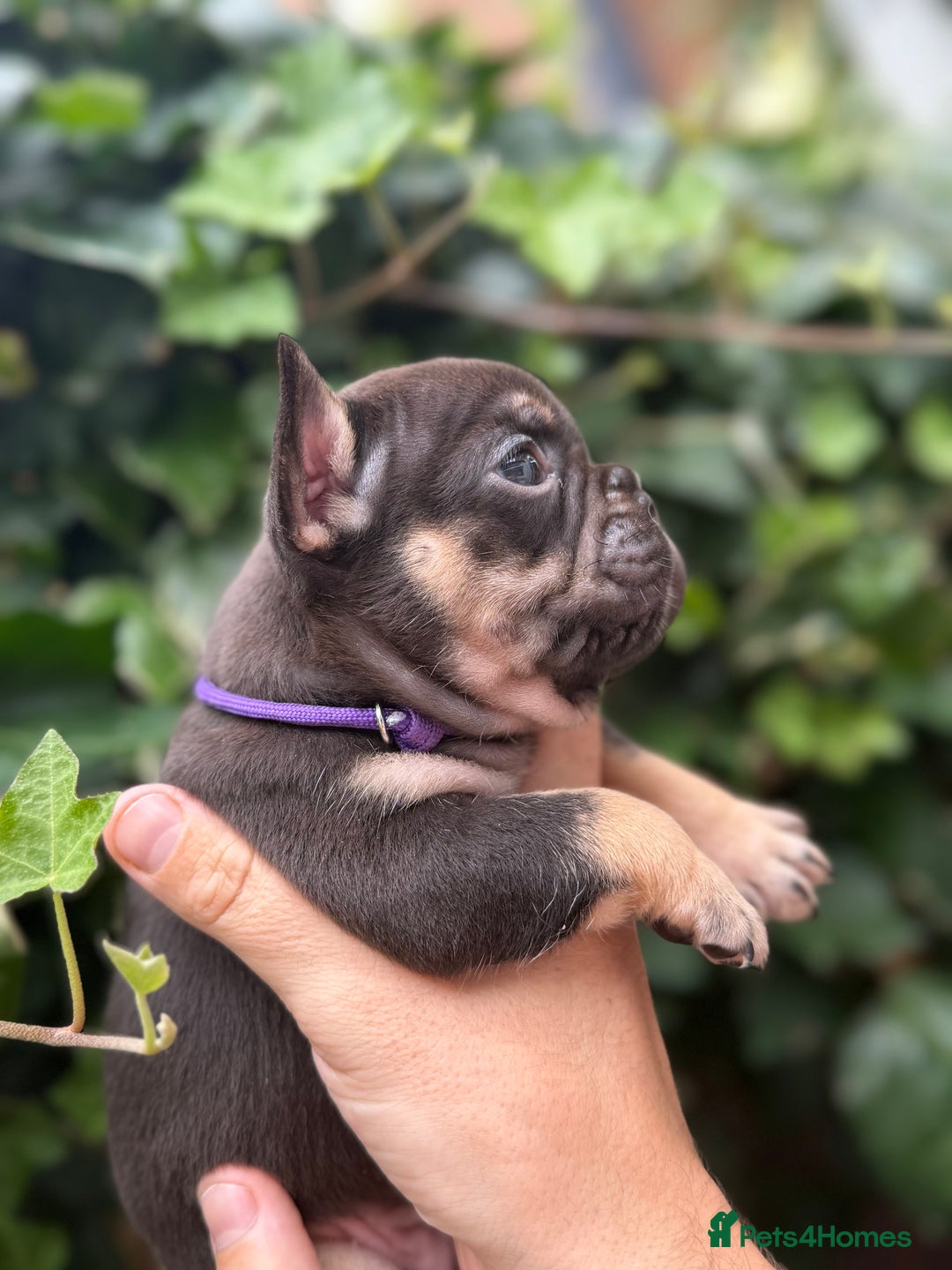 French Bulldog dogs for sale: French bulldog puppies for sale - Image 5