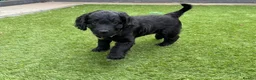 Australian Labradoodle dogs for sale: Multigenerational Australian Labradoodle Puppies - Advert 20