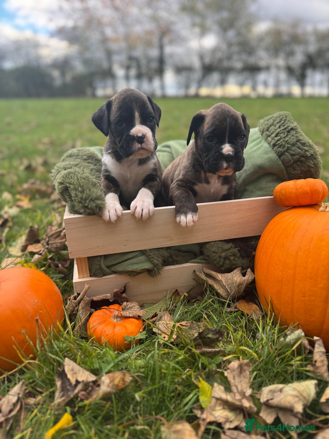 Boxer dogs for sale: ASTONISHING KC REGISTERED BOXER PUPPIES!  - Image 6