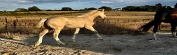 KWPN horses for sale: KWPN cross Gypsy vanner buckskin filly  - Advert 3
