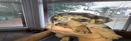 Miniature Dachshund dogs for sale: Adorable minature Dashounds - Advert 22