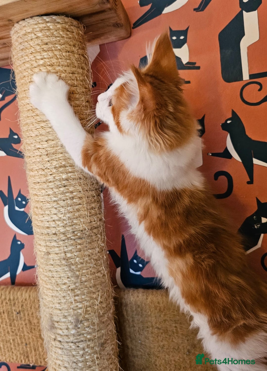 Maine Coon cats for sale: Maine Coons Kittens,  *1 polydactil available* - Advert 10